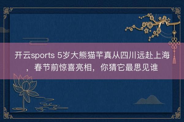 开云sports 5岁大熊猫芊真从四川远赴上海，春节前惊喜亮相，你猜它最思见谁